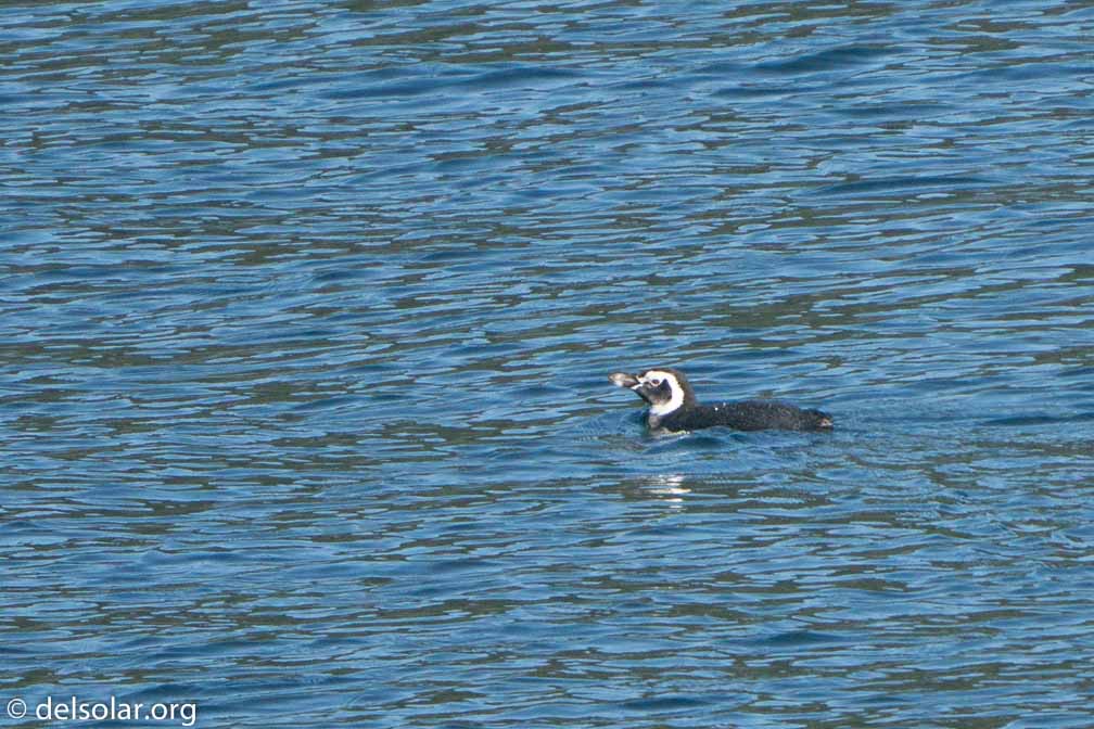 ILCE-6500  --  FE 200-600mm F5.6-6.3 G OSS -- 1/1600 sec at f / 7.1 -- ISO 1000 -- 0 EV -- 