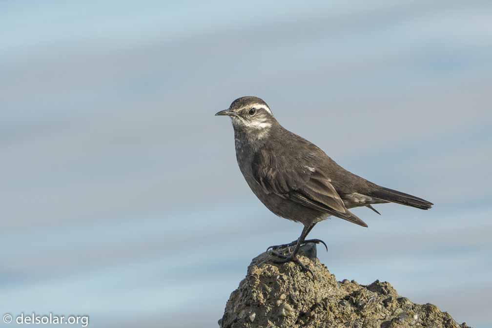 ILCE-6500  --  FE 200-600mm F5.6-6.3 G OSS -- 1/1250 sec at f / 7.1 -- ISO 500 -- 0 EV -- 