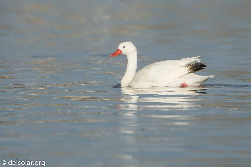 ILCE-6500  --  FE 200-600mm F5.6-6.3 G OSS -- 1/1250 sec at f / 7.1 -- ISO 250 -- 0 EV -- 