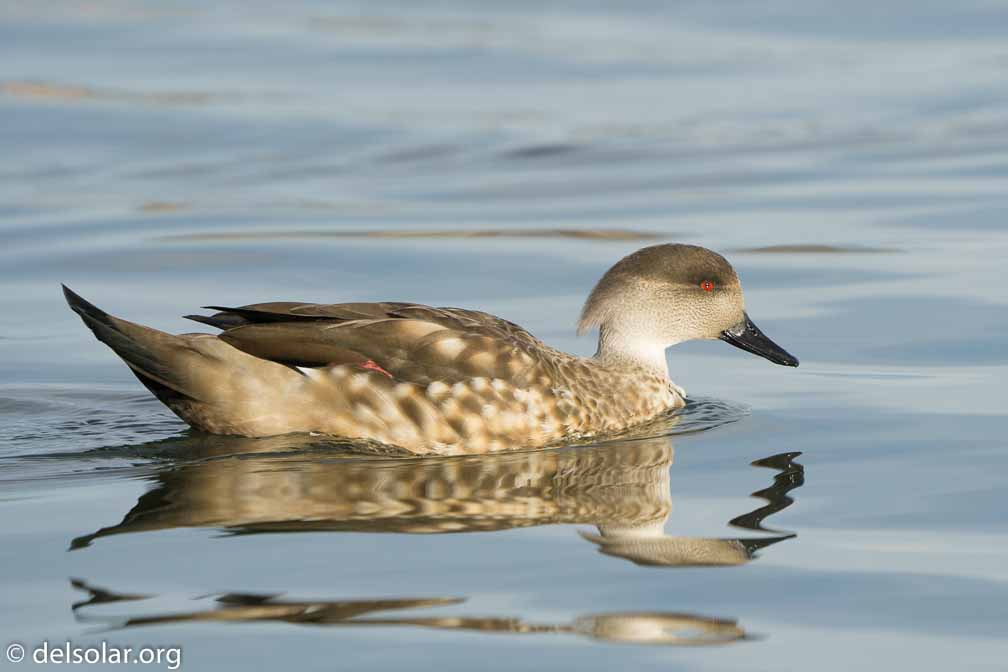 ILCE-6500  --  FE 200-600mm F5.6-6.3 G OSS -- 1/1250 sec at f / 7.1 -- ISO 400 -- 0 EV -- 