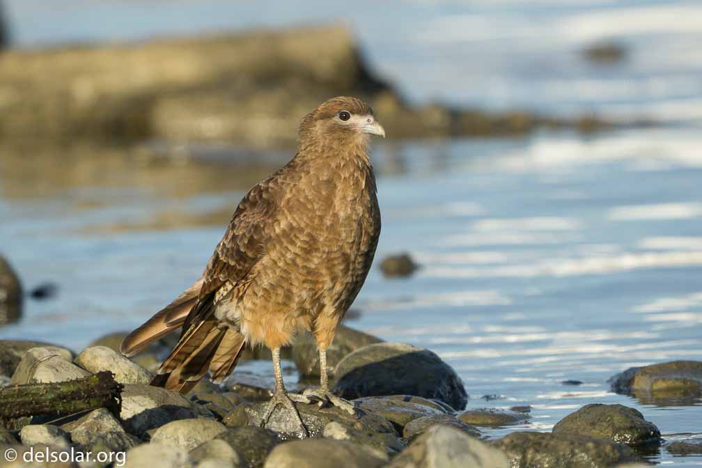 ILCE-6500  --  FE 200-600mm F5.6-6.3 G OSS -- 1/1250 sec at f / 7.1 -- ISO 400 -- 0 EV -- 