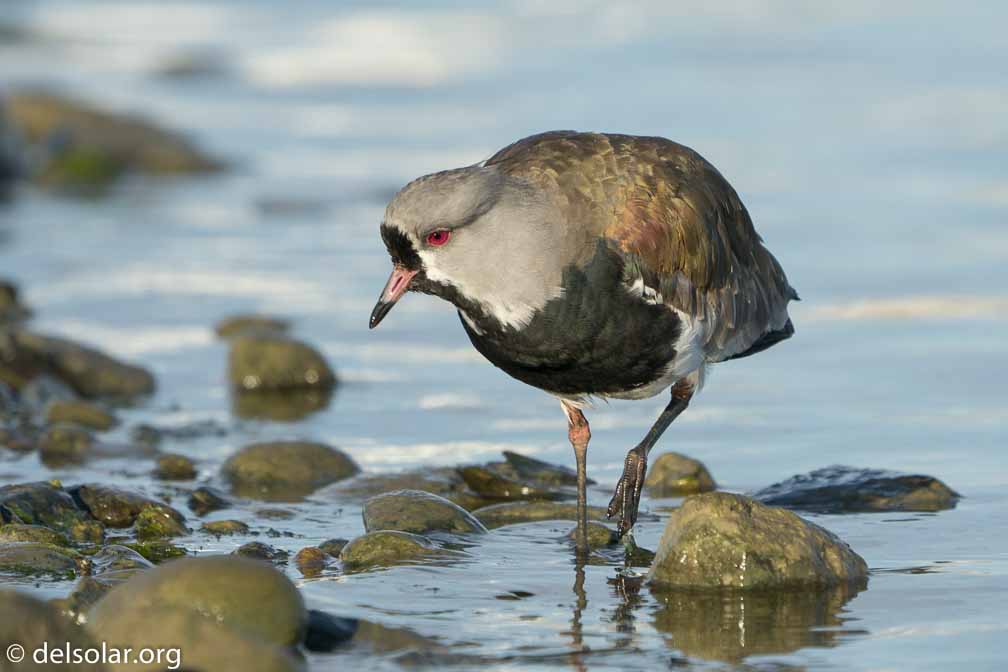 ILCE-6500  --  FE 200-600mm F5.6-6.3 G OSS -- 1/1250 sec at f / 7.1 -- ISO 400 -- 0 EV -- 