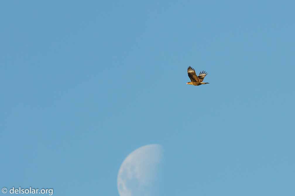 ILCE-6500  --  FE 200-600mm F5.6-6.3 G OSS -- 1/1250 sec at f / 7.1 -- ISO 250 -- -3/10 EV -- 