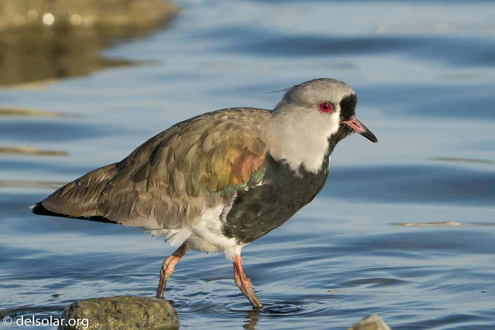 ILCE-6500  --  FE 200-600mm F5.6-6.3 G OSS -- 1/1250 sec at f / 7.1 -- ISO 500 -- -3/10 EV -- 