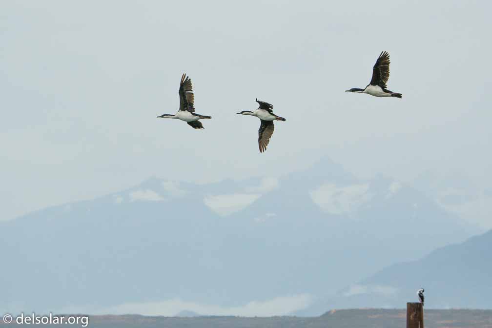 ILCE-6500  --  FE 200-600mm F5.6-6.3 G OSS -- 1/1250 sec at f / 7.1 -- ISO 1600 -- 0 EV -- 