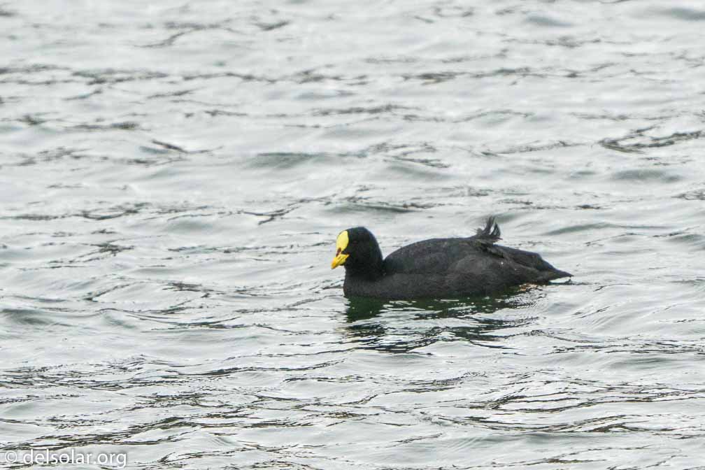 ILCE-6500  --  FE 200-600mm F5.6-6.3 G OSS -- 1/1250 sec at f / 7.1 -- ISO 1600 -- 7/10 EV -- 