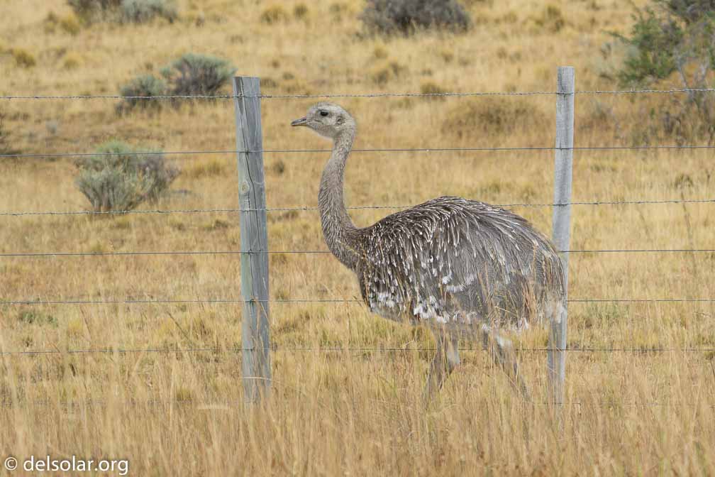 ILCE-6500  --  FE 200-600mm F5.6-6.3 G OSS -- 1/800 sec at f / 7.1 -- ISO 400 -- 0 EV -- 