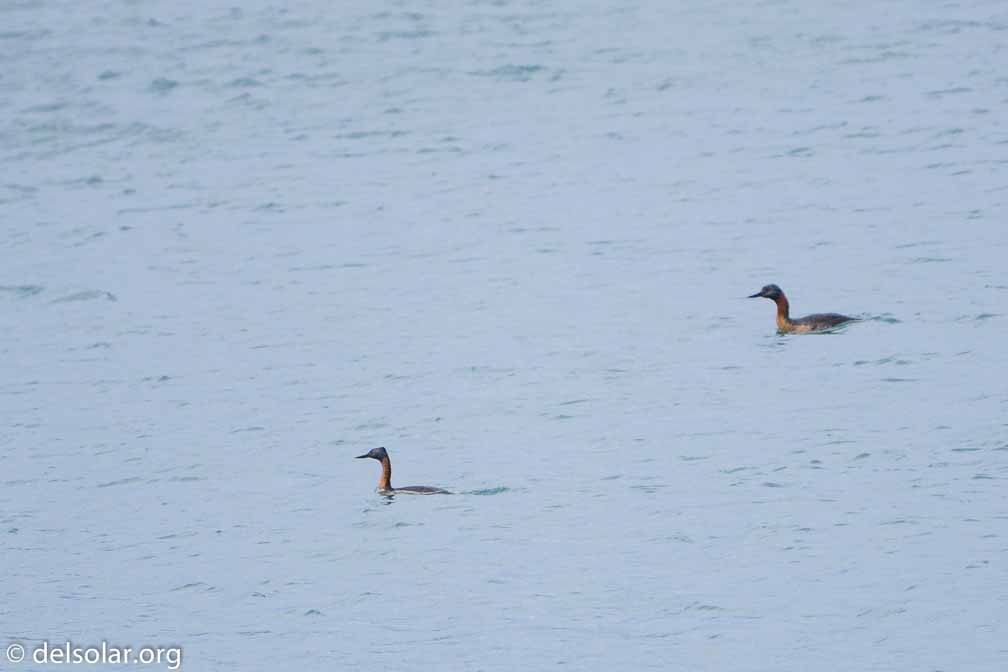 ILCE-6000  --  FE 200-600mm F5.6-6.3 G OSS -- 1/1000 sec at f / 6.3 -- ISO 640 -- 0 EV -- 