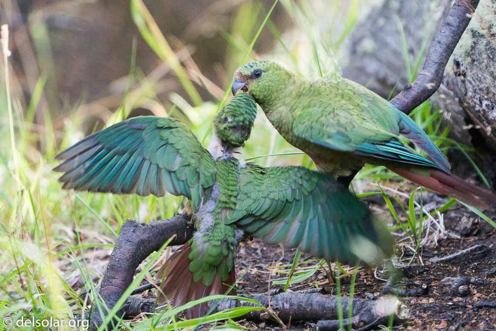 ILCE-6500  --  FE 200-600mm F5.6-6.3 G OSS -- 1/500 sec at f / 6.3 -- ISO 1600 -- 0 EV -- 