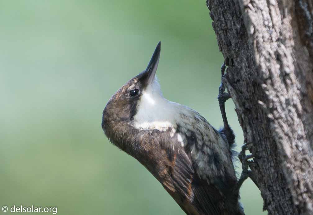 ILCE-6500  --  FE 200-600mm F5.6-6.3 G OSS -- 1/500 sec at f / 6.3 -- ISO 1600 -- 0 EV -- 