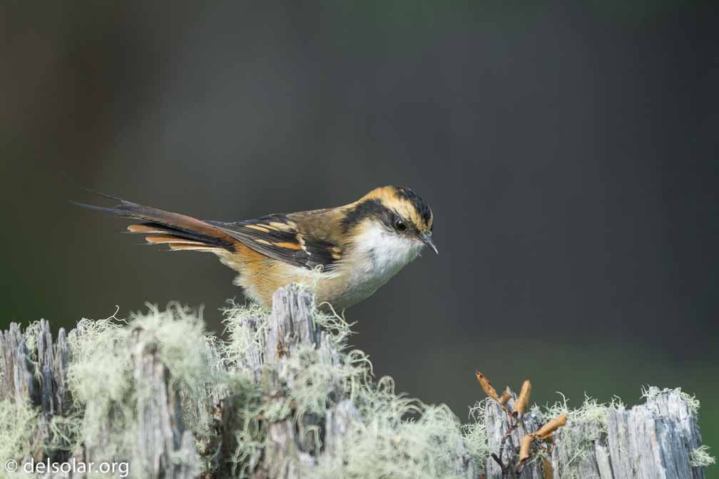 ILCE-6500  --  FE 200-600mm F5.6-6.3 G OSS -- 1/500 sec at f / 6.3 -- ISO 1000 -- 0 EV -- 