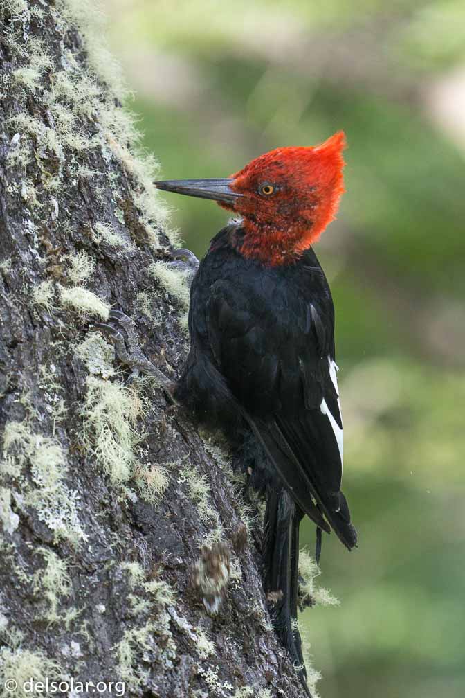 ILCE-6500  --  FE 200-600mm F5.6-6.3 G OSS -- 1/500 sec at f / 6.3 -- ISO 1600 -- 0 EV -- 