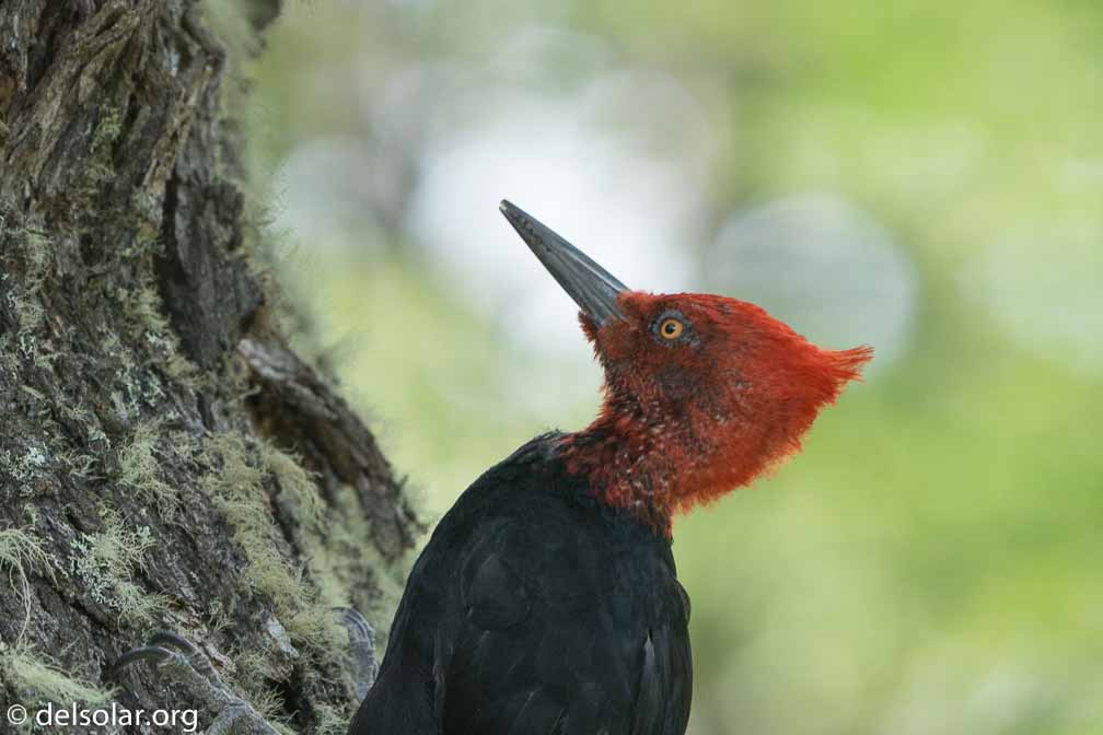 ILCE-6500  --  FE 200-600mm F5.6-6.3 G OSS -- 1/500 sec at f / 6.3 -- ISO 1600 -- 0 EV -- 