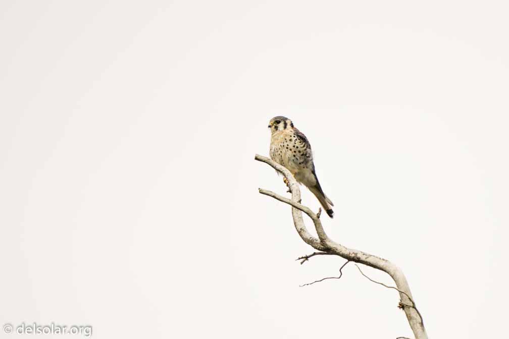 ILCE-6500  --  FE 200-600mm F5.6-6.3 G OSS -- 1/500 sec at f / 6.3 -- ISO 100 -- 0 EV -- 