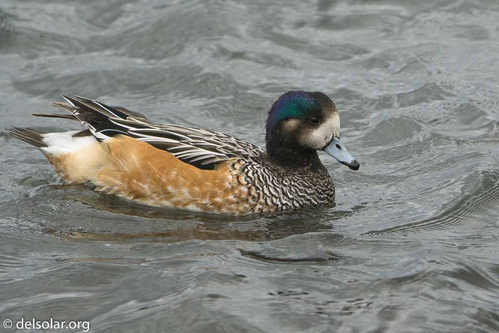 ILCE-6500  --  FE 200-600mm F5.6-6.3 G OSS -- 1/1600 sec at f / 7.1 -- ISO 1600 -- 0 EV -- 