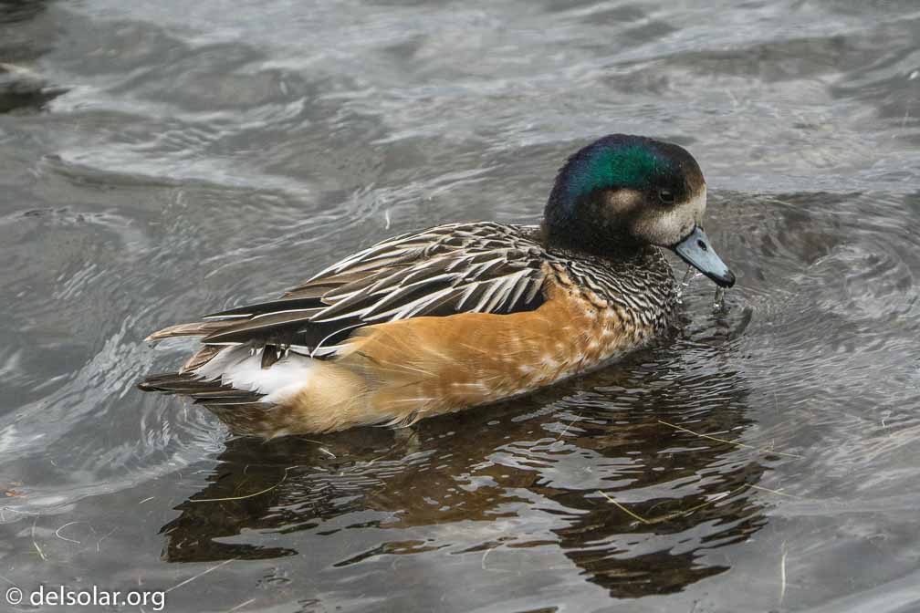 ILCE-6500  --  FE 200-600mm F5.6-6.3 G OSS -- 1/1600 sec at f / 7.1 -- ISO 1600 -- 0 EV -- 