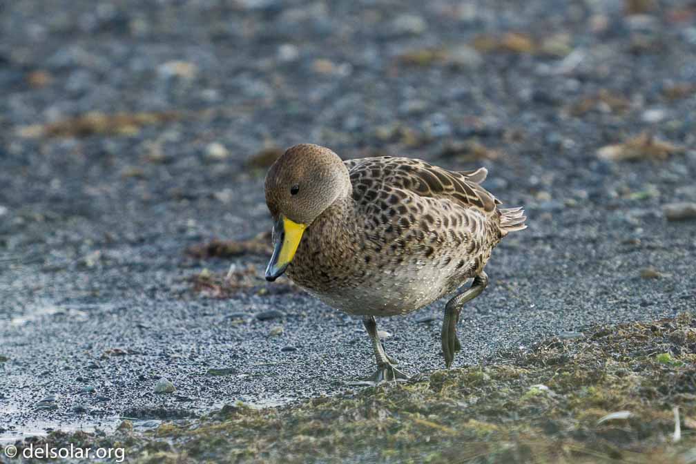 ILCE-6500  --  FE 200-600mm F5.6-6.3 G OSS -- 1/1600 sec at f / 7.1 -- ISO 1600 -- 7/10 EV -- 