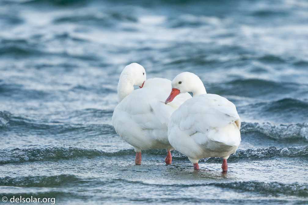 ILCE-6500  --  FE 200-600mm F5.6-6.3 G OSS -- 1/1600 sec at f / 7.1 -- ISO 1600 -- 7/10 EV -- 