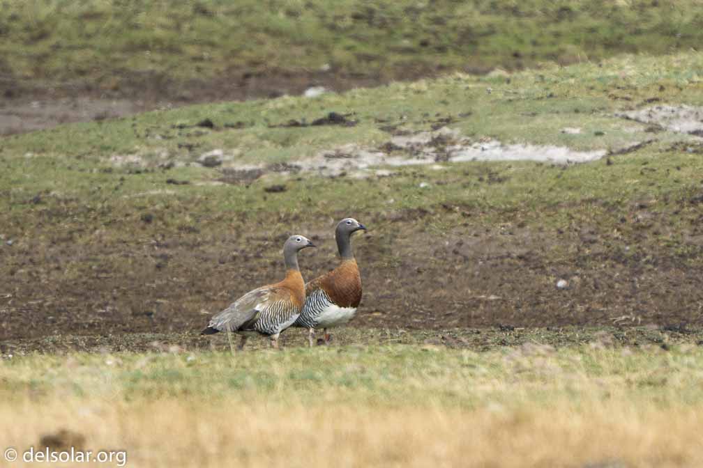 ILCE-6500  --  FE 200-600mm F5.6-6.3 G OSS -- 1/1250 sec at f / 7.1 -- ISO 500 -- 0 EV -- 