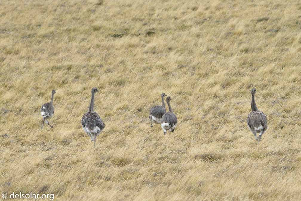 ILCE-6500  --  FE 200-600mm F5.6-6.3 G OSS -- 1/1250 sec at f / 7.1 -- ISO 640 -- 0 EV -- 