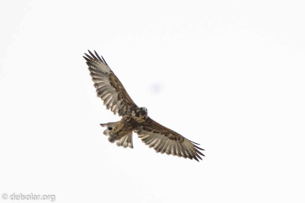 ILCE-6500  --  FE 200-600mm F5.6-6.3 G OSS -- 1/1250 sec at f / 7.1 -- ISO 400 -- 1 3/10 EV -- 