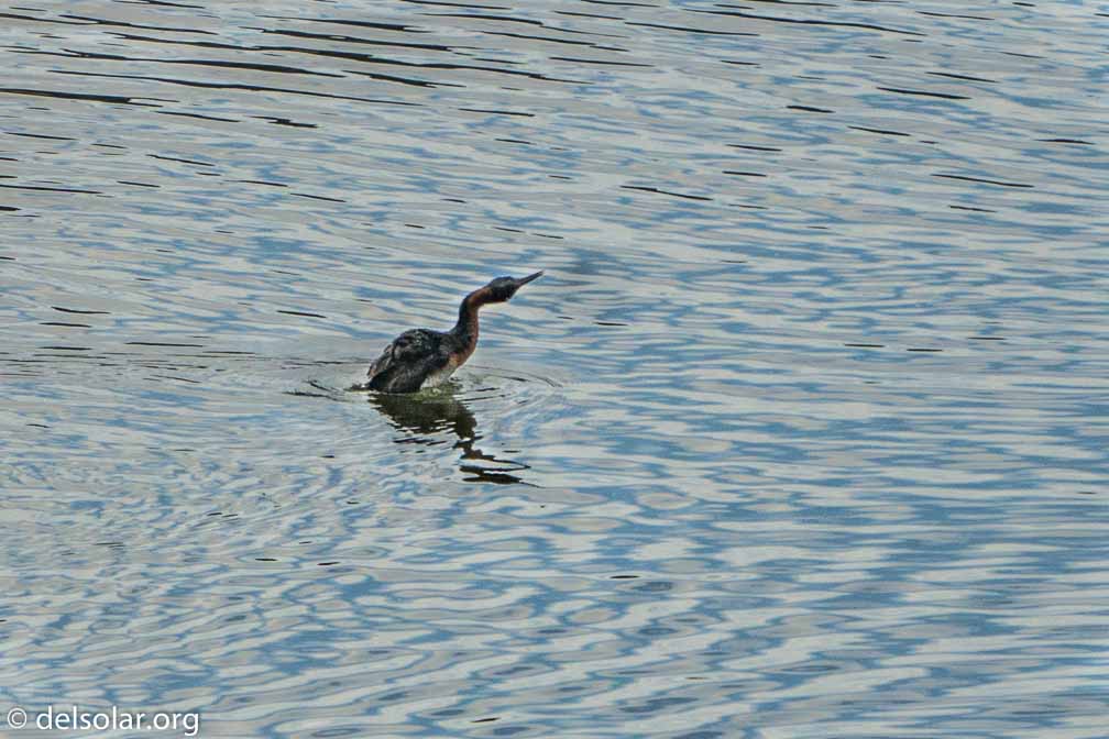 ILCE-6500  --  FE 200-600mm F5.6-6.3 G OSS -- 1/1600 sec at f / 6.3 -- ISO 640 -- 0 EV -- 