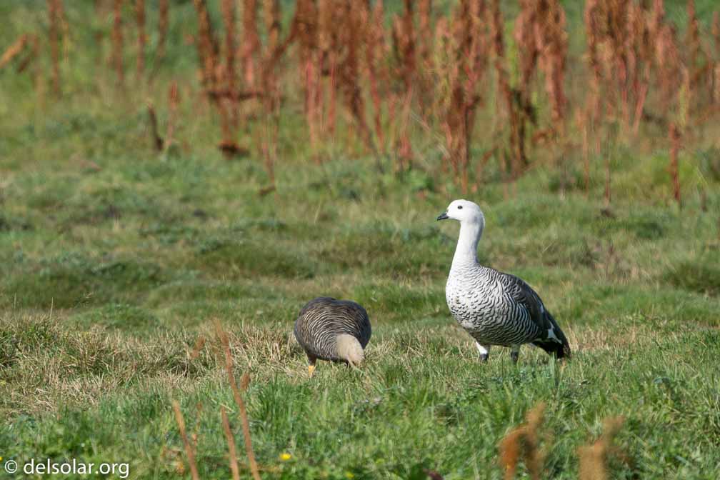 ILCE-6500  --  FE 200-600mm F5.6-6.3 G OSS -- 1/1600 sec at f / 7.1 -- ISO 400 -- -7/10 EV -- 