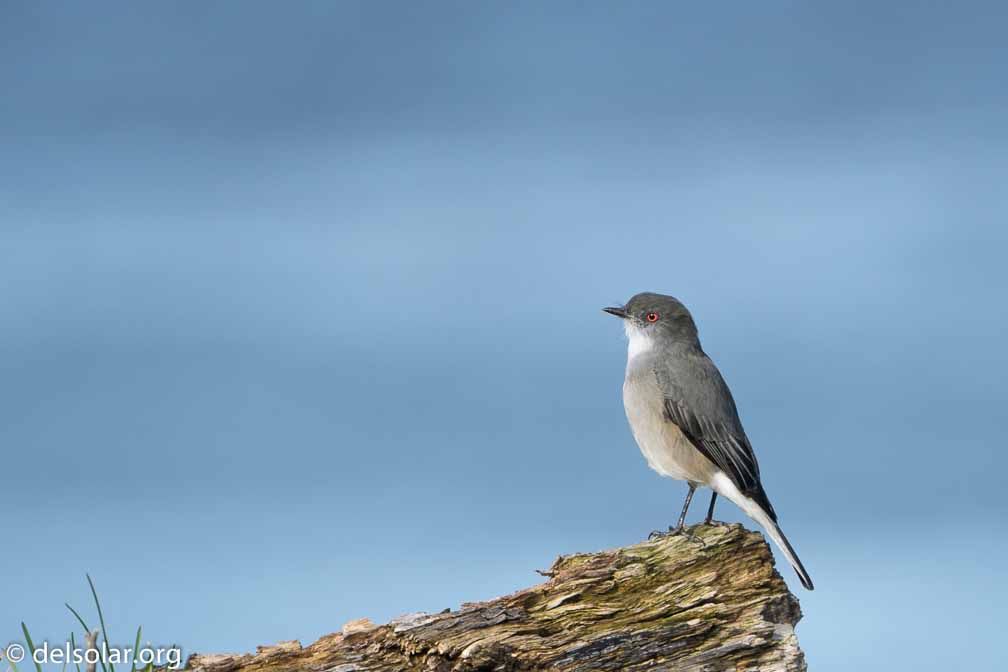 ILCE-6500  --  FE 200-600mm F5.6-6.3 G OSS -- 1/1250 sec at f / 7.1 -- ISO 320 -- 0 EV -- 