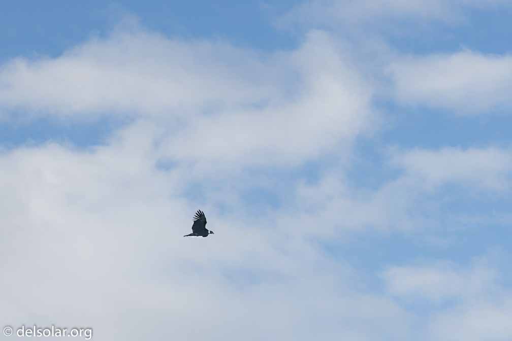 ILCE-6500  --  FE 90mm F2.8 Macro G OSS -- 1/1600 sec at f / 5.6 -- ISO 200 -- 0 EV -- 