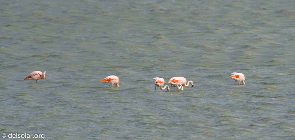 ILCE-6500  --  FE 200-600mm F5.6-6.3 G OSS -- 1/2000 sec at f / 7.1 -- ISO 320 -- -7/10 EV -- 