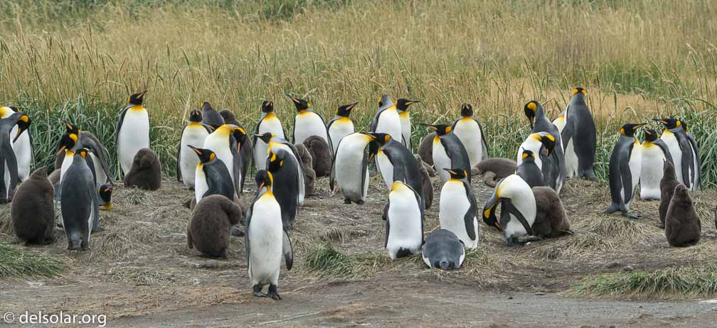 ILCE-6500  --  FE 200-600mm F5.6-6.3 G OSS -- 1/1000 sec at f / 8.0 -- ISO 1600 -- 2 EV -- 