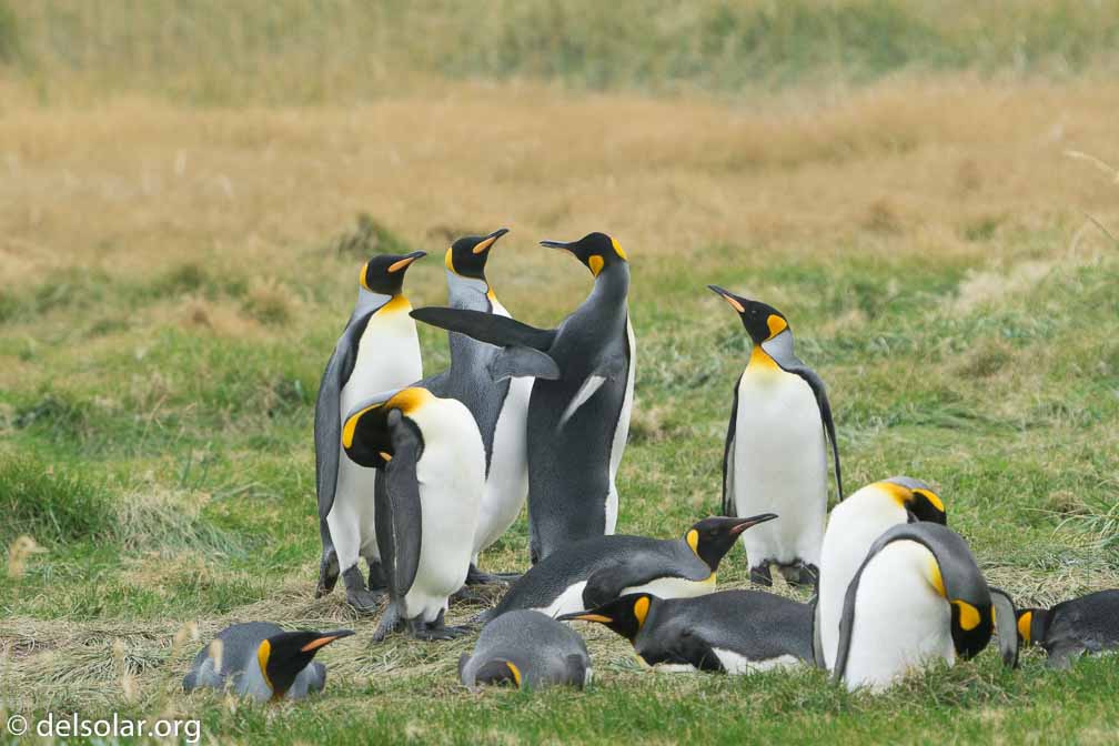 ILCE-6500  --  FE 200-600mm F5.6-6.3 G OSS -- 1/1000 sec at f / 7.1 -- ISO 1600 -- 7/10 EV -- 