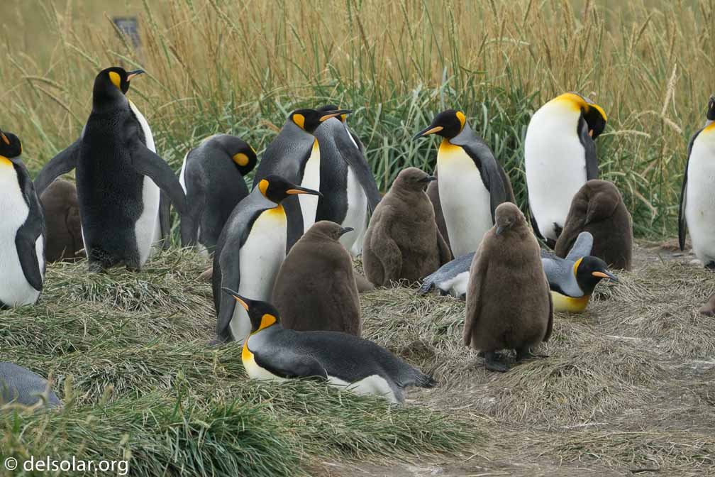 ILCE-6500  --  FE 200-600mm F5.6-6.3 G OSS -- 1/1000 sec at f / 7.1 -- ISO 1600 -- 0 EV -- 