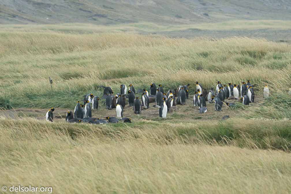 ILCE-6500  --  FE 200-600mm F5.6-6.3 G OSS -- 1/1000 sec at f / 7.1 -- ISO 1600 -- 0 EV -- 