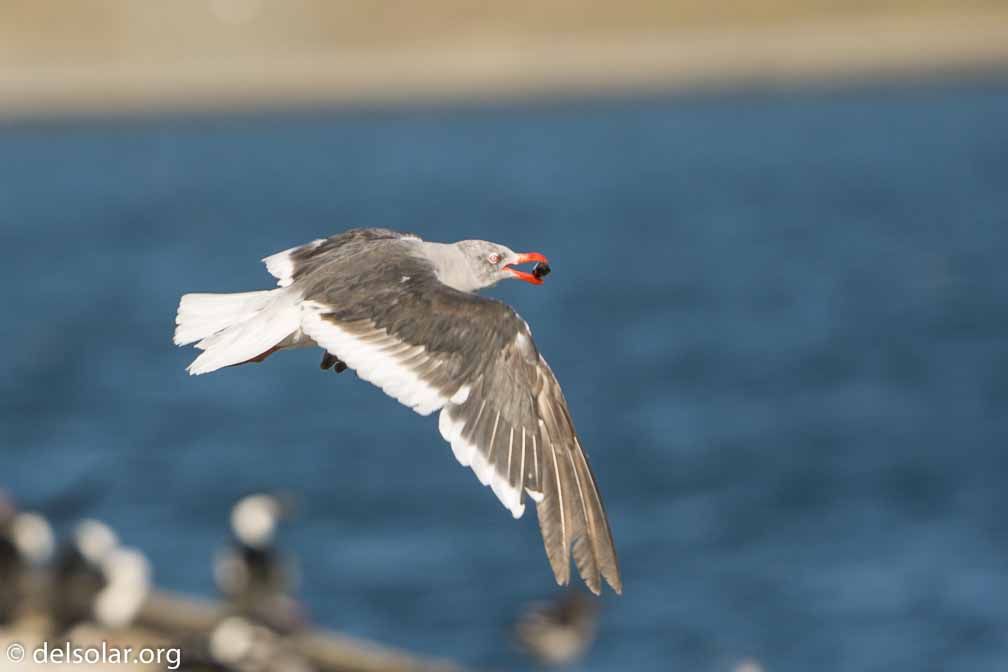 ILCE-6500  --  FE 200-600mm F5.6-6.3 G OSS -- 1/1000 sec at f / 6.3 -- ISO 250 -- 0 EV -- 