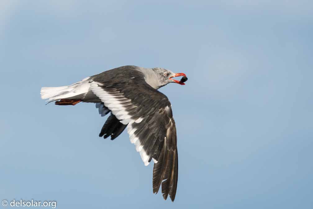 ILCE-6500  --  FE 200-600mm F5.6-6.3 G OSS -- 1/1000 sec at f / 6.3 -- ISO 100 -- 0 EV -- 