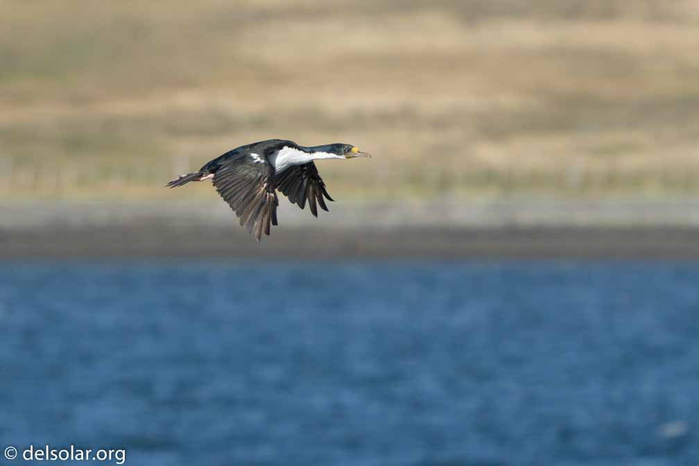 ILCE-6500  --  FE 200-600mm F5.6-6.3 G OSS -- 1/1000 sec at f / 6.3 -- ISO 250 -- 0 EV -- 