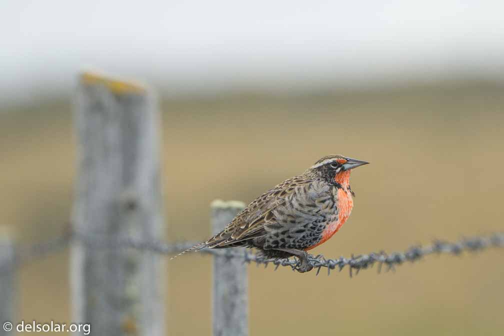 ILCE-6500  --  FE 200-600mm F5.6-6.3 G OSS -- 1/1000 sec at f / 7.1 -- ISO 1250 -- 0 EV -- 