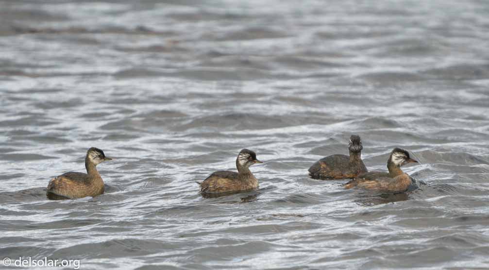 ILCE-6500  --  FE 200-600mm F5.6-6.3 G OSS -- 1/400 sec at f / 6.3 -- ISO 250 -- 0 EV -- 