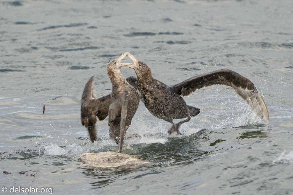 ILCE-6500  --  FE 200-600mm F5.6-6.3 G OSS -- 1/400 sec at f / 6.3 -- ISO 320 -- 0 EV -- 