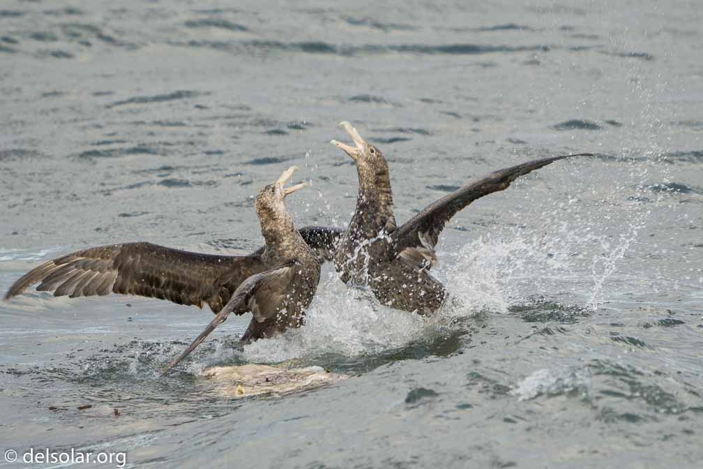 ILCE-6500  --  FE 200-600mm F5.6-6.3 G OSS -- 1/400 sec at f / 6.3 -- ISO 320 -- 0 EV -- 