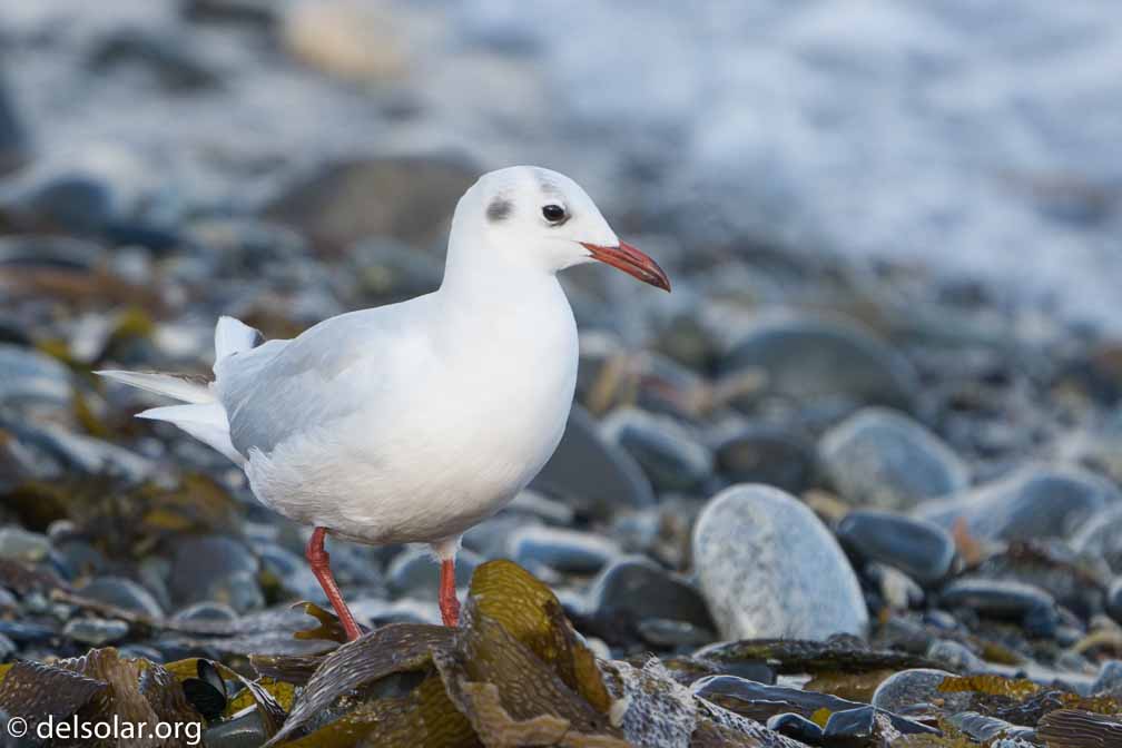 ILCE-6500  --  FE 200-600mm F5.6-6.3 G OSS -- 1/400 sec at f / 6.3 -- ISO 400 -- 0 EV -- 