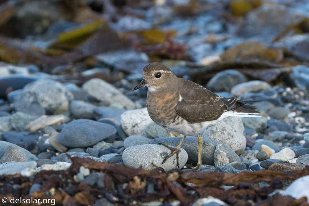 ILCE-6500  --  FE 200-600mm F5.6-6.3 G OSS -- 1/1600 sec at f / 7.1 -- ISO 1600 -- 0 EV -- 