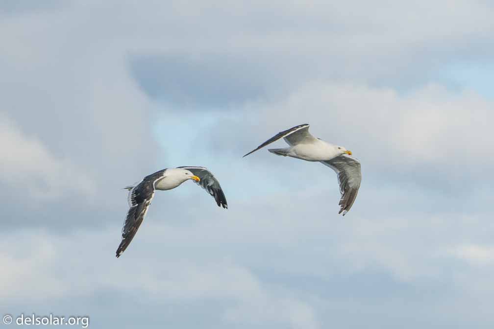 ILCE-6500  --  FE 200-600mm F5.6-6.3 G OSS -- 1/1600 sec at f / 7.1 -- ISO 400 -- 0 EV -- 