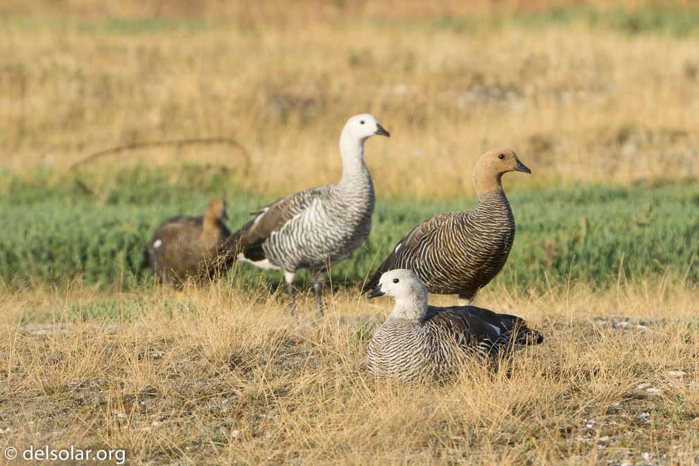 ILCE-6500  --  FE 200-600mm F5.6-6.3 G OSS -- 1/1600 sec at f / 7.1 -- ISO 640 -- 0 EV -- 