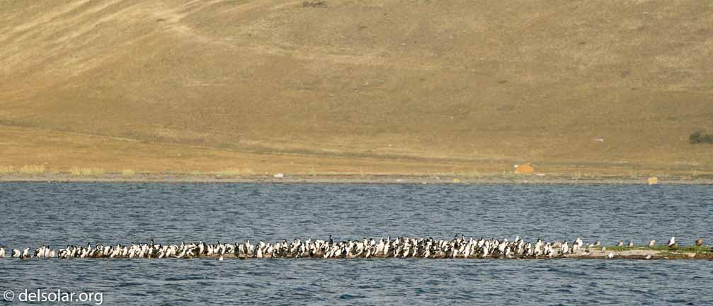 ILCE-6500  --  FE 200-600mm F5.6-6.3 G OSS -- 1/1600 sec at f / 7.1 -- ISO 800 -- 0 EV -- 