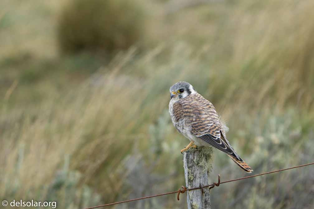 ILCE-6500  --  FE 200-600mm F5.6-6.3 G OSS -- 1/250 sec at f / 7.1 -- ISO 250 -- 0 EV -- 