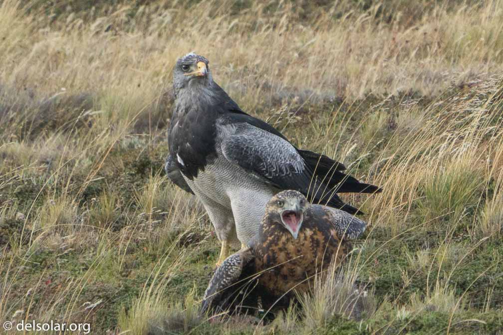 ILCE-6500  --  FE 200-600mm F5.6-6.3 G OSS -- 1/1600 sec at f / 7.1 -- ISO 1600 -- 0 EV -- 