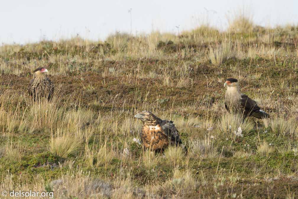 ILCE-6500  --  FE 200-600mm F5.6-6.3 G OSS -- 1/1600 sec at f / 8.0 -- ISO 1600 -- 0 EV -- 