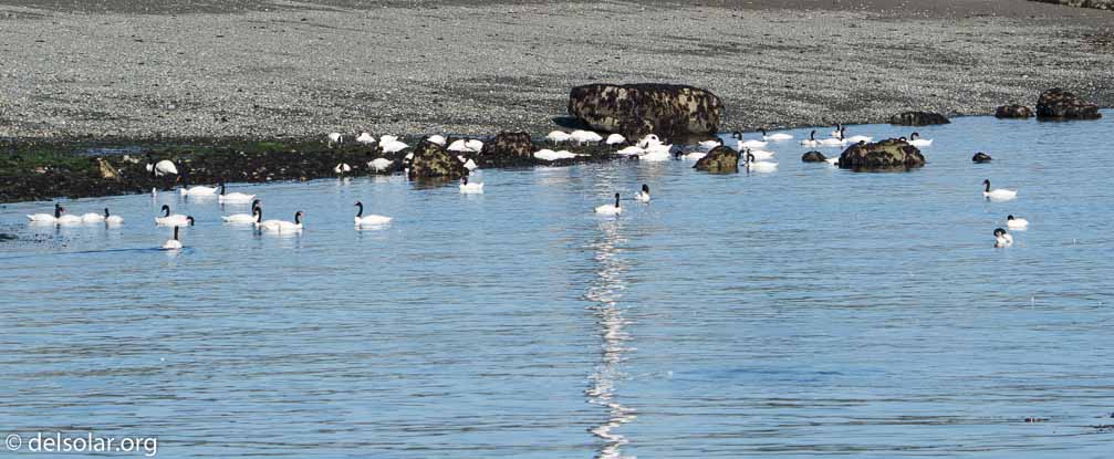 ILCE-6500  --  FE 200-600mm F5.6-6.3 G OSS -- 1/1250 sec at f / 7.1 -- ISO 320 -- 0 EV -- 